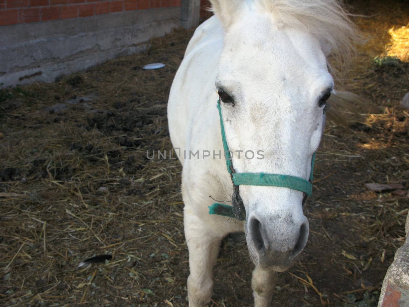 white horse