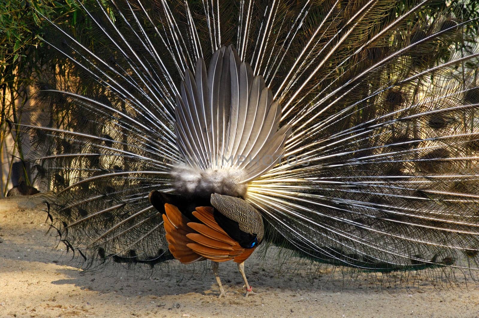 Wheel-beating peacock,Pavo cristatus,from behind