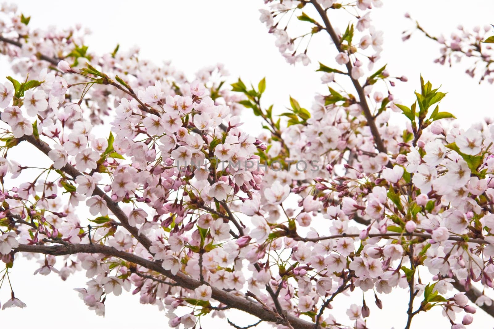 sakura blooming flowers