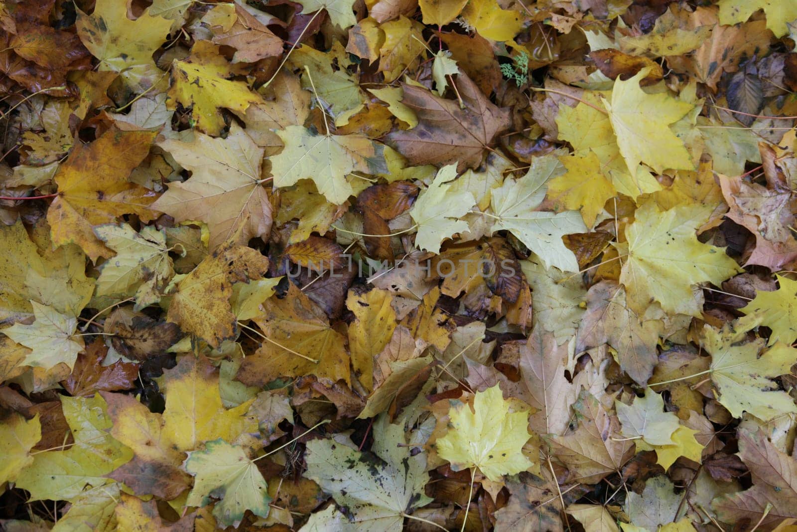 Autumn Leaves.