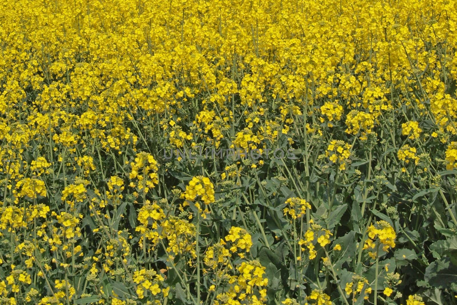 Oil seed rape (Canola)