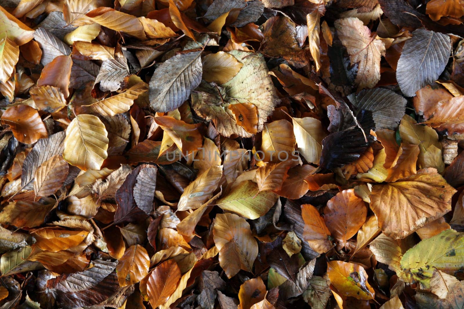 Autumn Leaves.