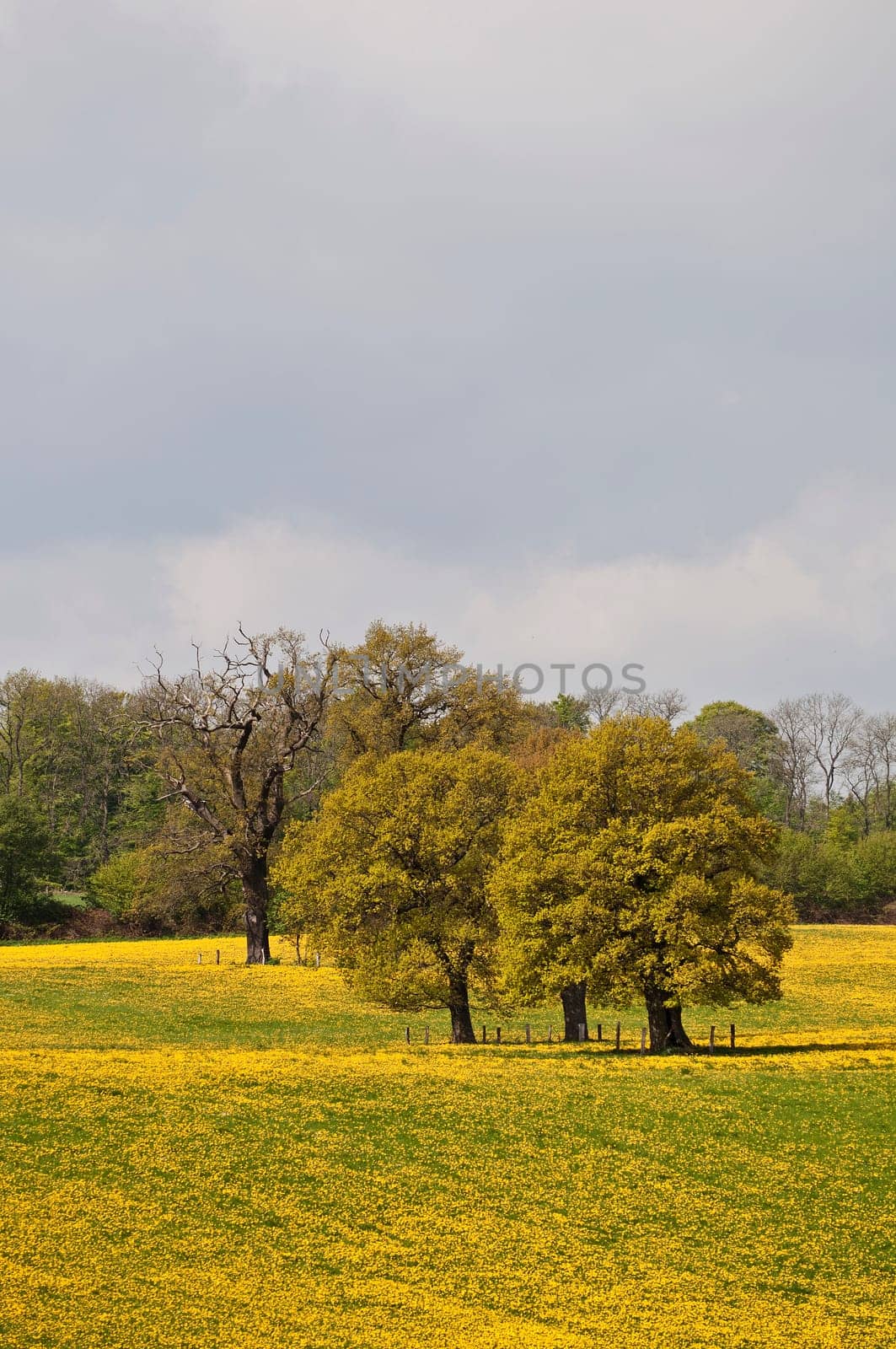 Cultural landscape in spring