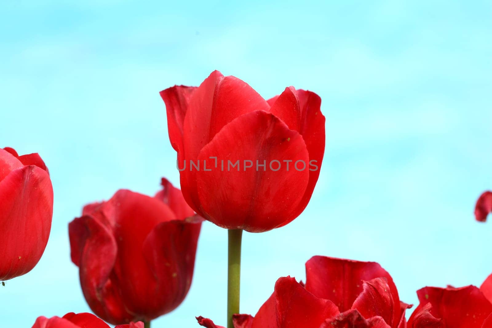 tulips background
