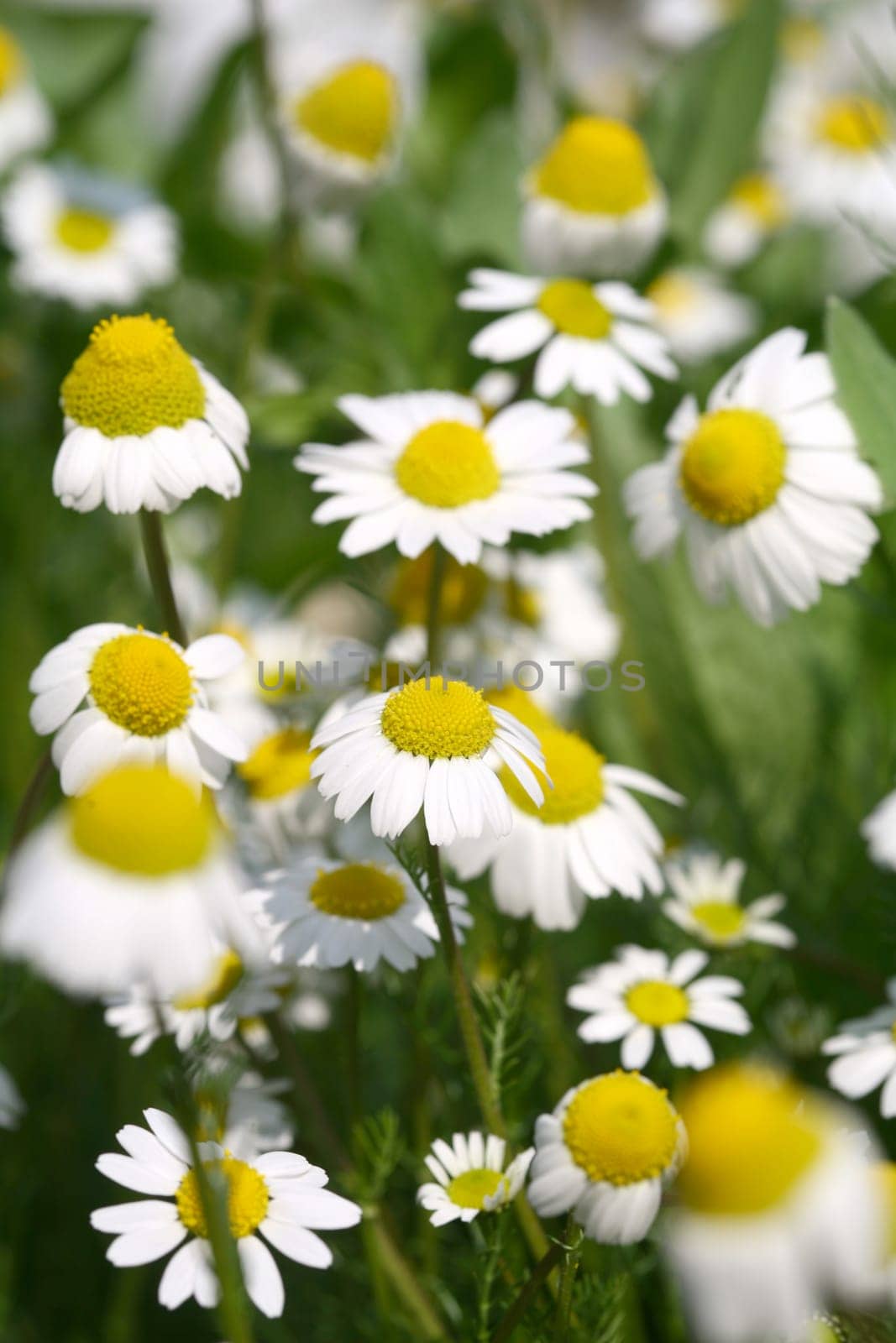 daisy background