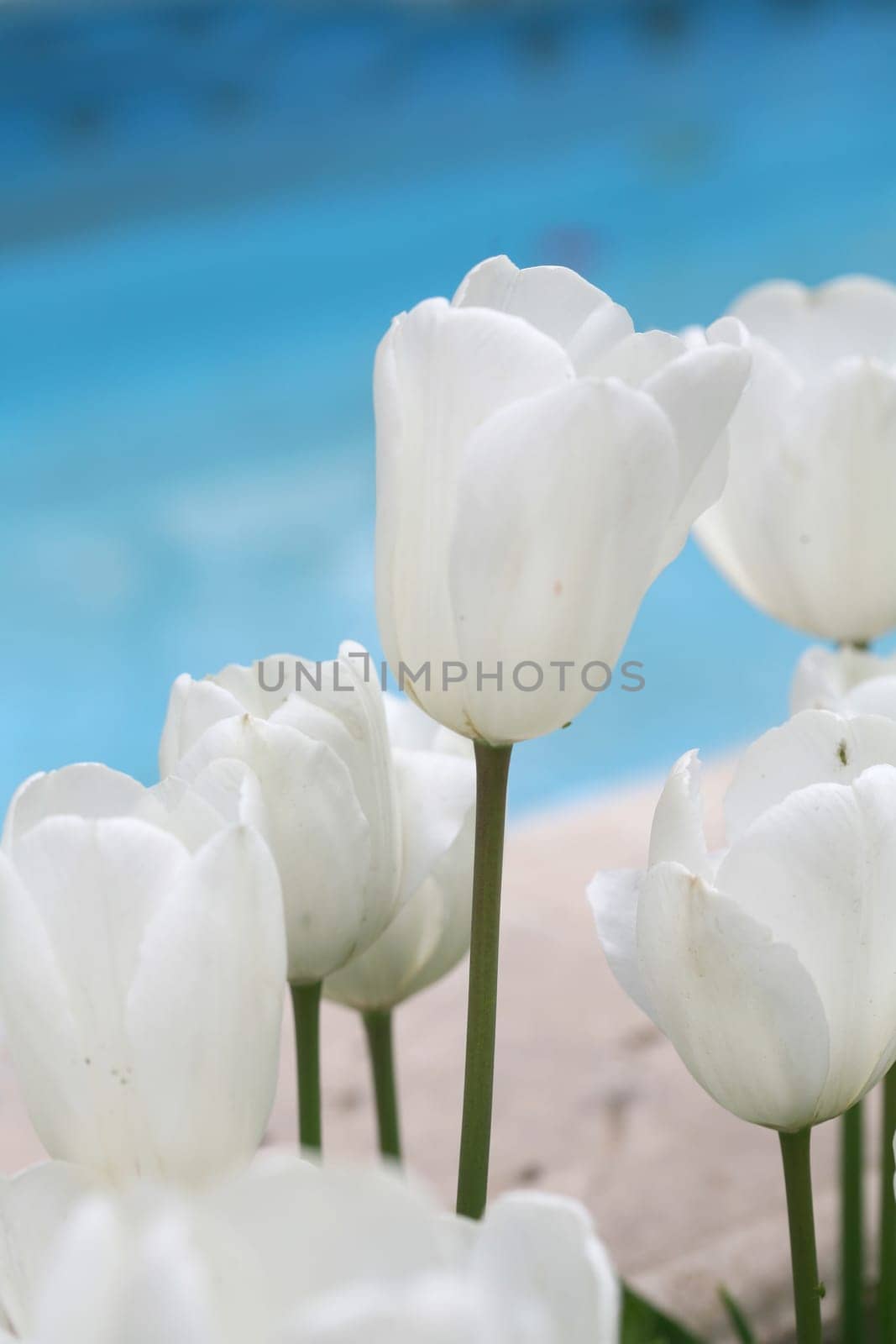 tulips background