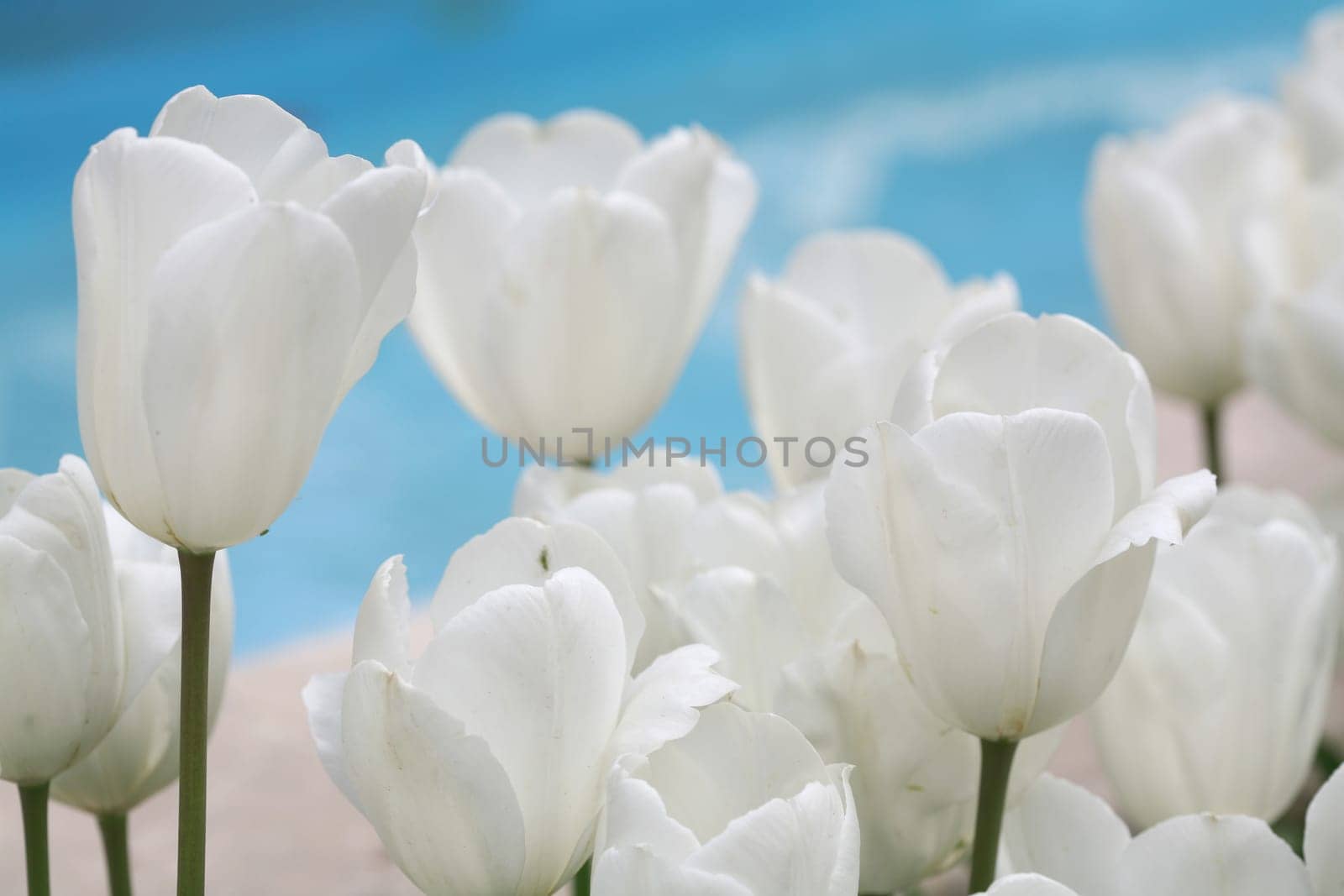 tulips background
