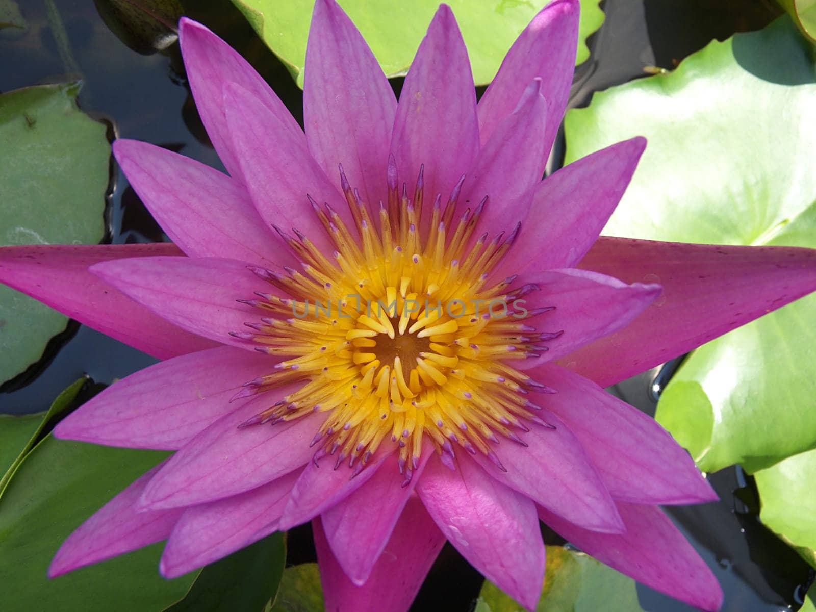 water lily