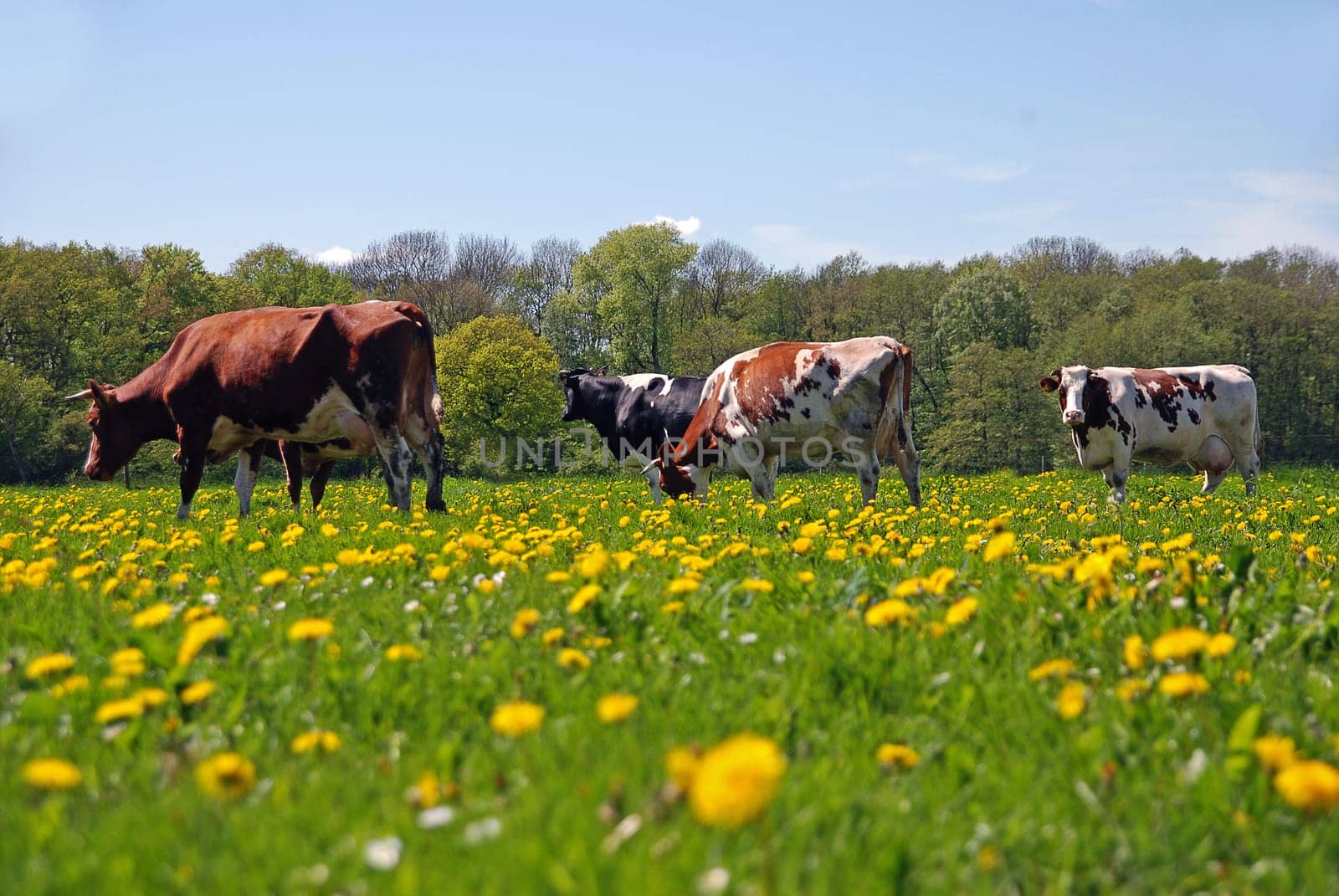 happy cows