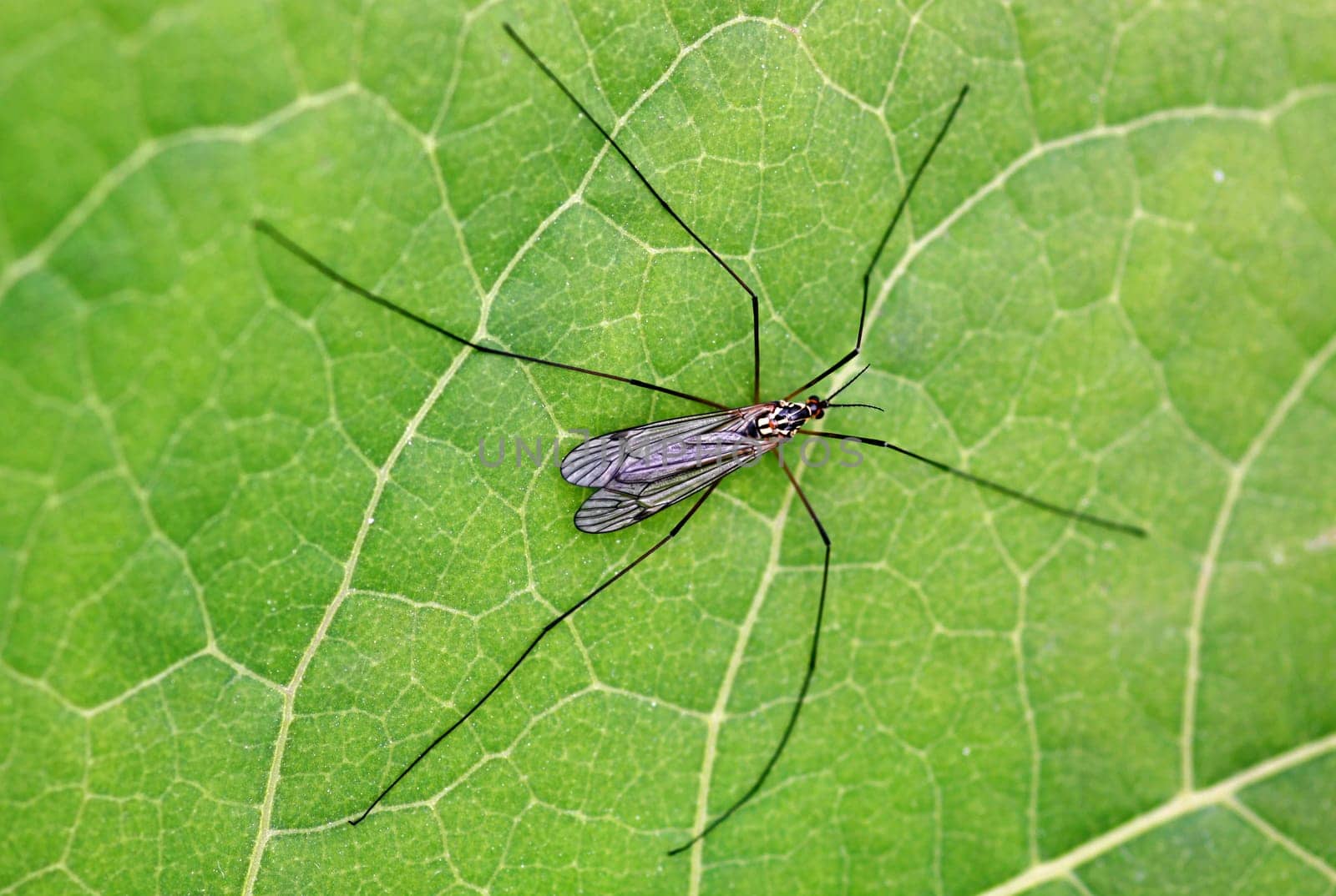 Nephrotoma appendiculata