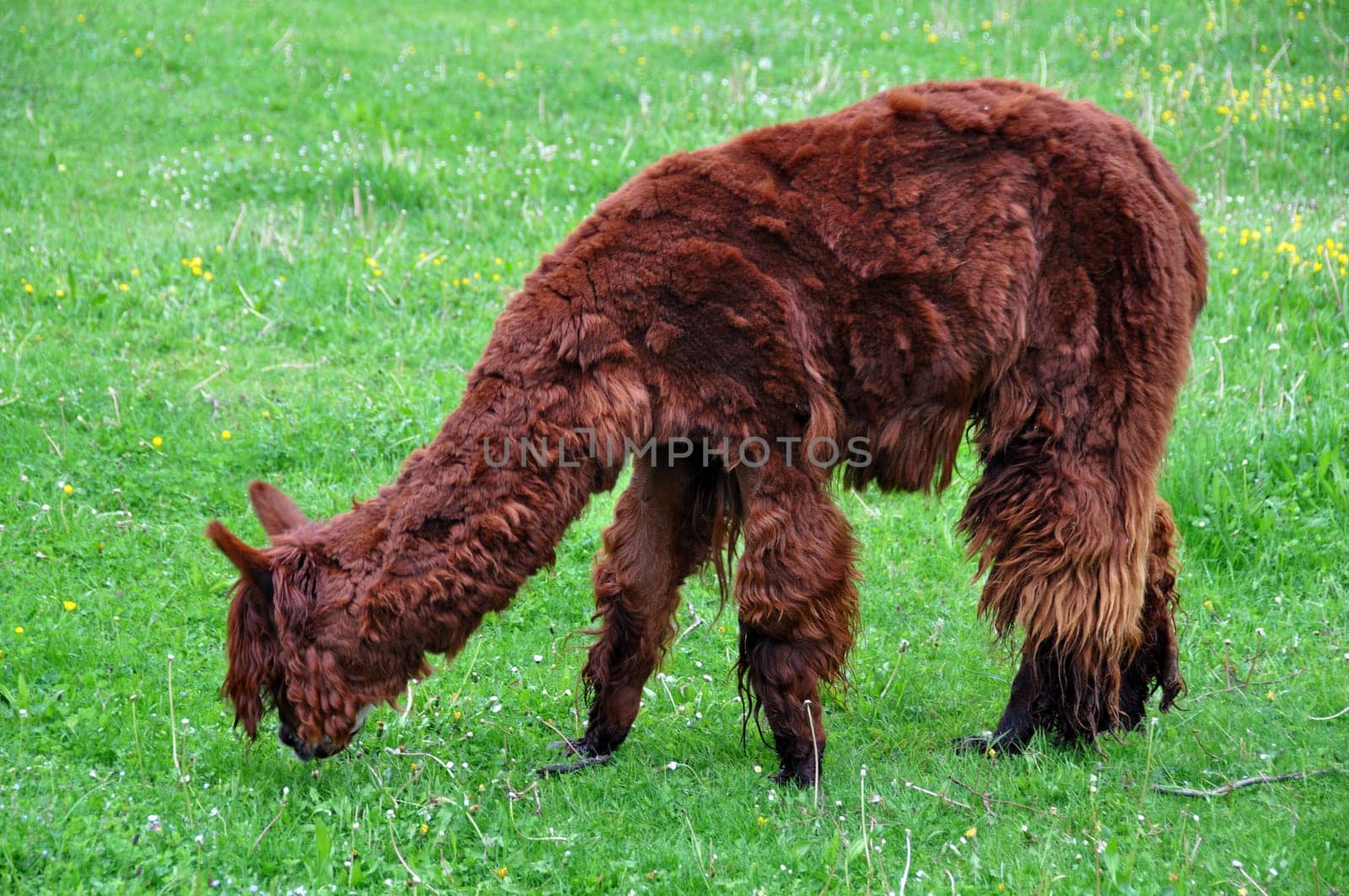 Alpaca