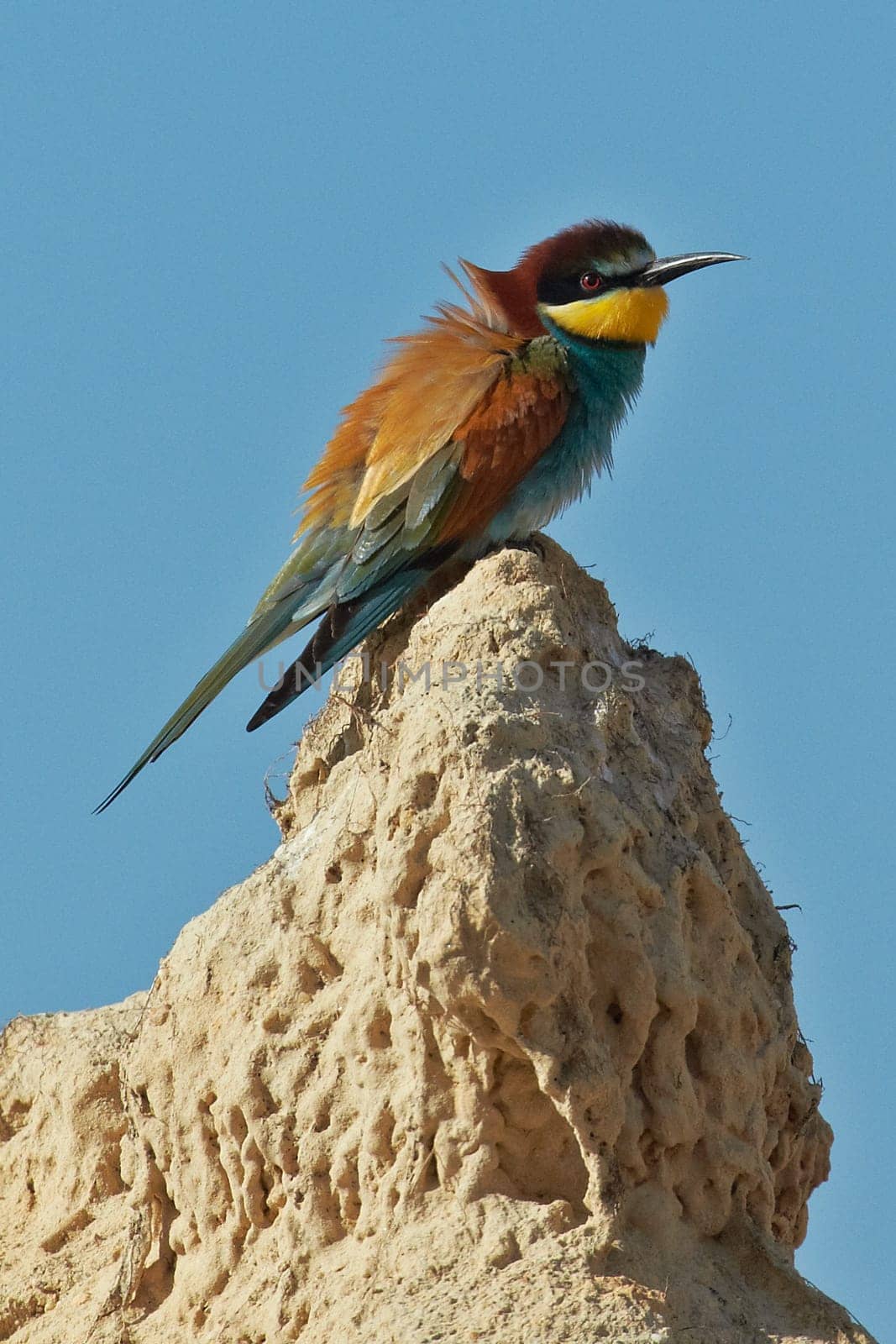 European bee-eater