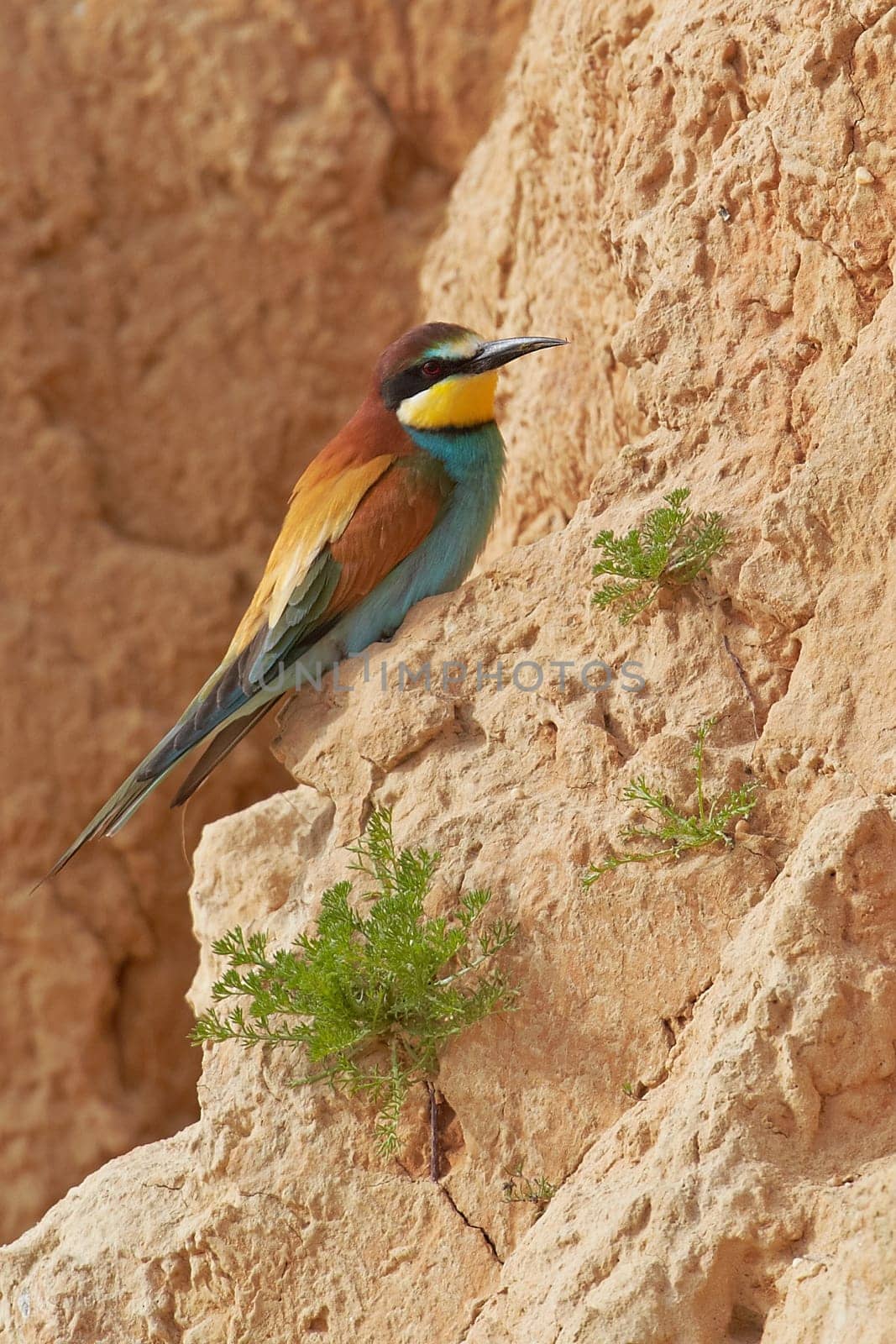 European bee-eater