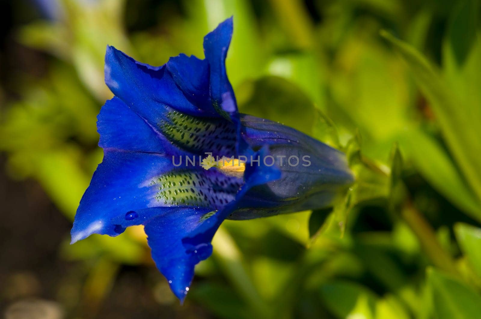 Alpine gentian
