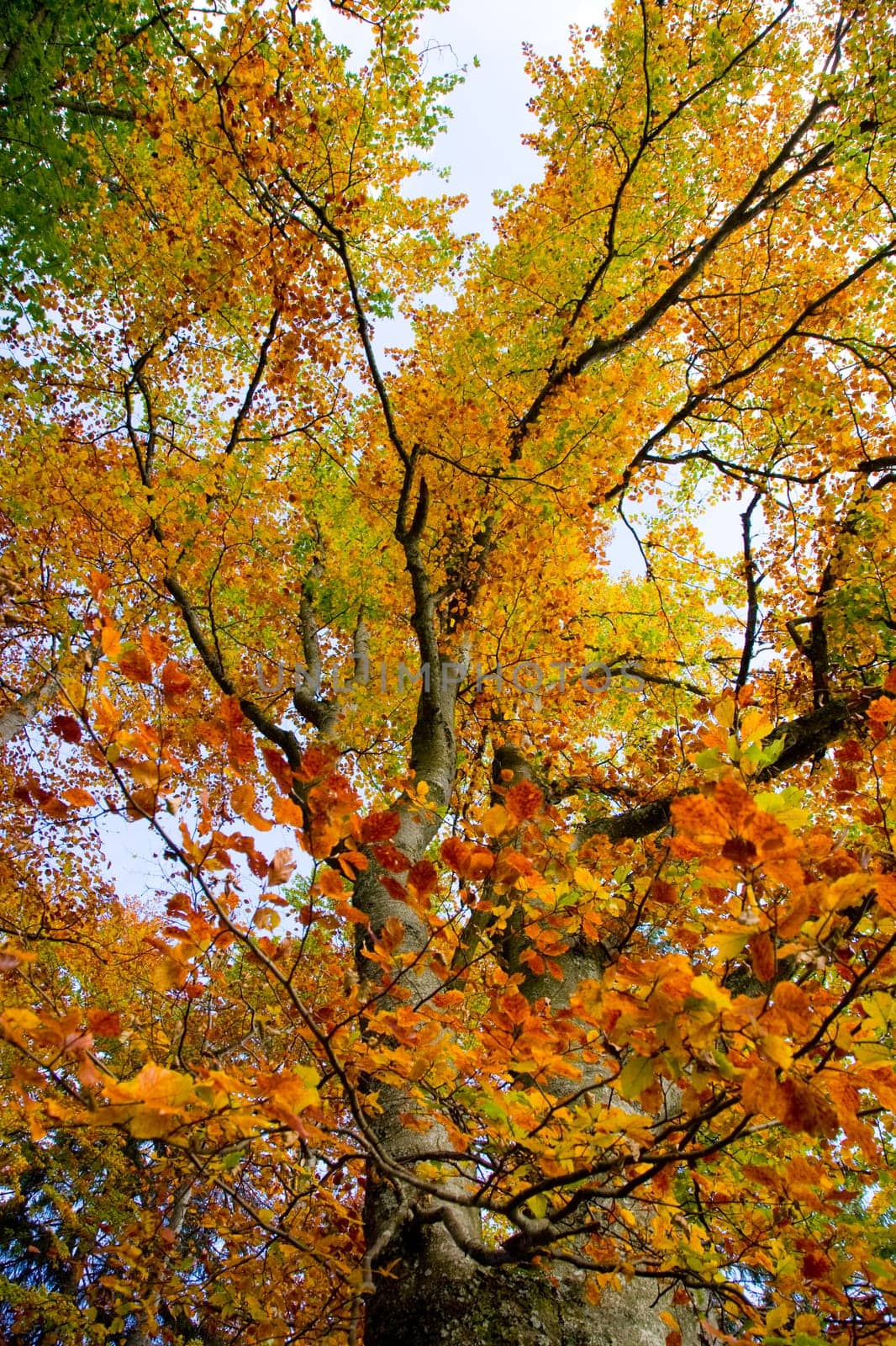 Autumn Branches