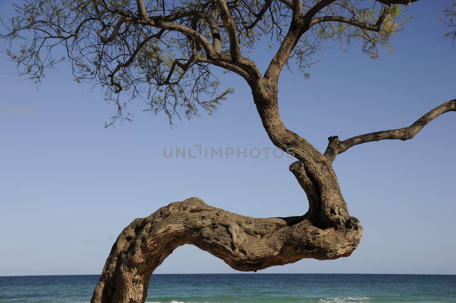 Tree by the sea