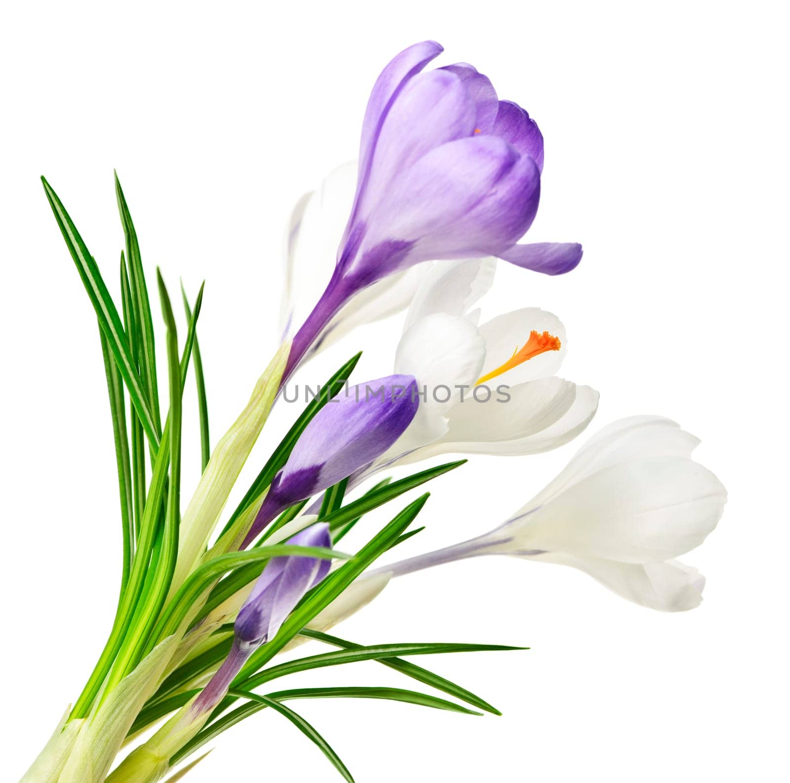 Spring crocus flowers