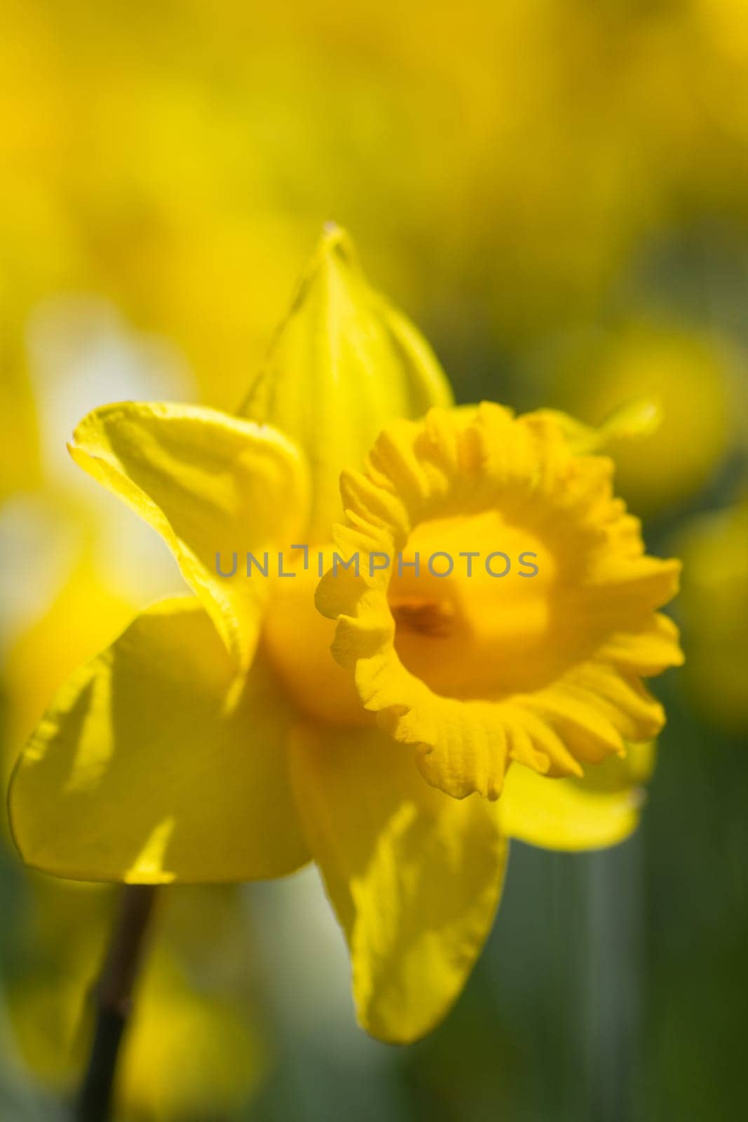 Yellow daffodil in spring