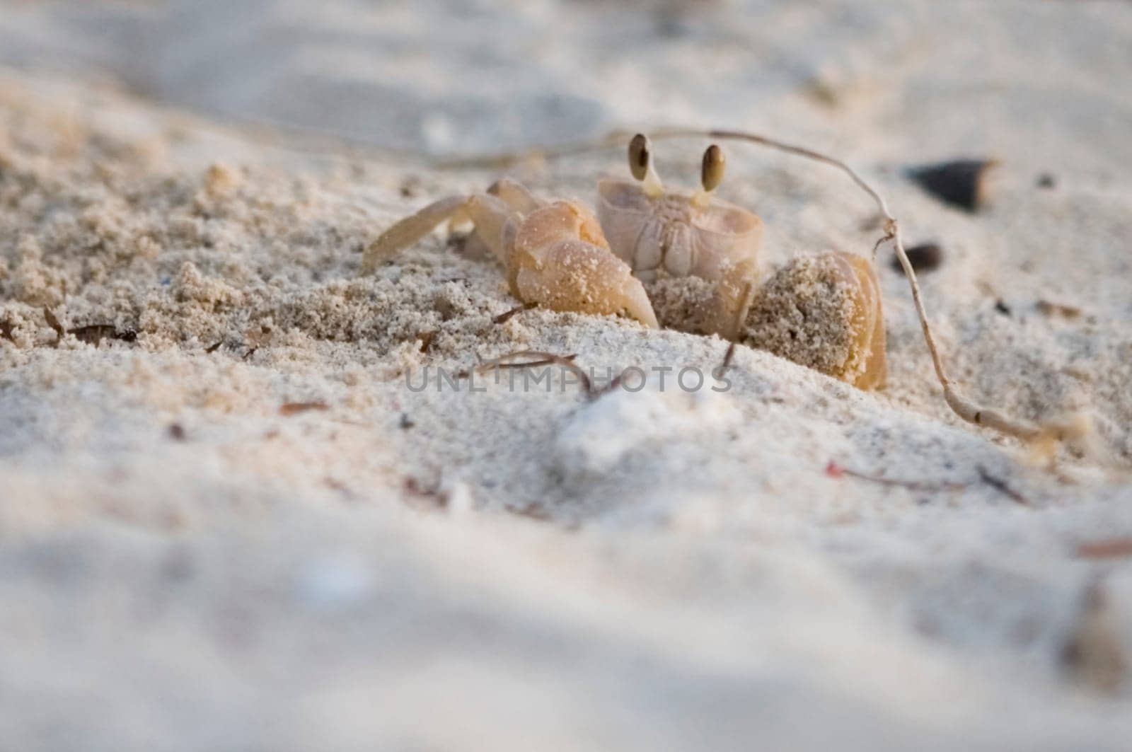 Crab