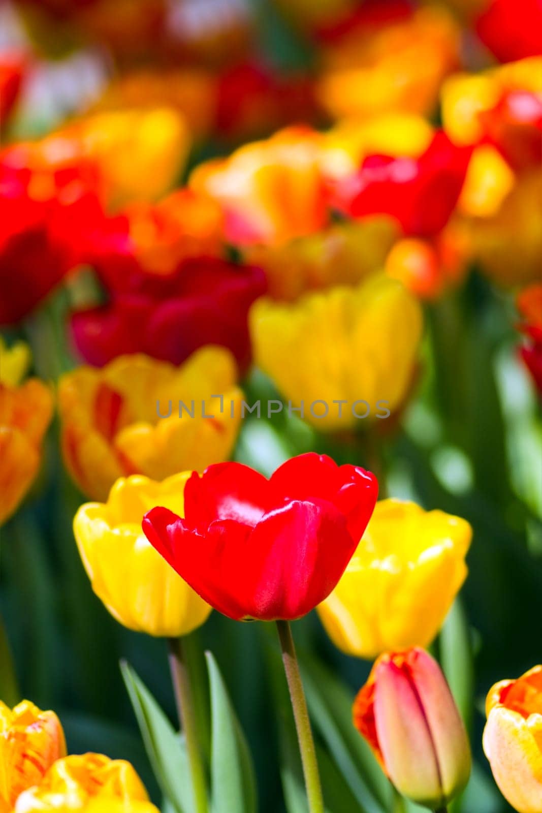 Yellow and red tulips in spring