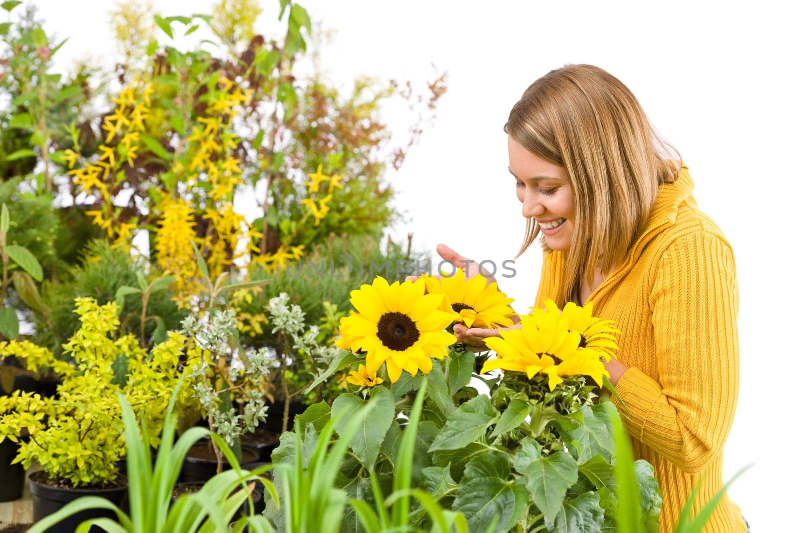 Gardening - portrait of smiling woman with sunflowers