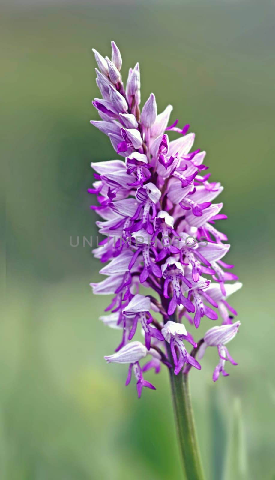 Helmet orchid