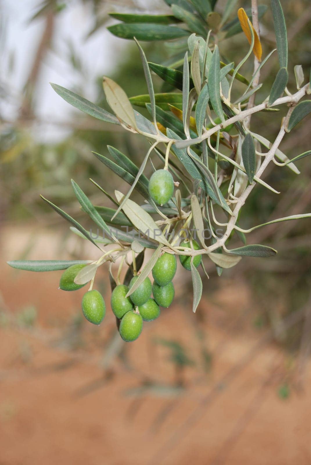 Olives on the tree