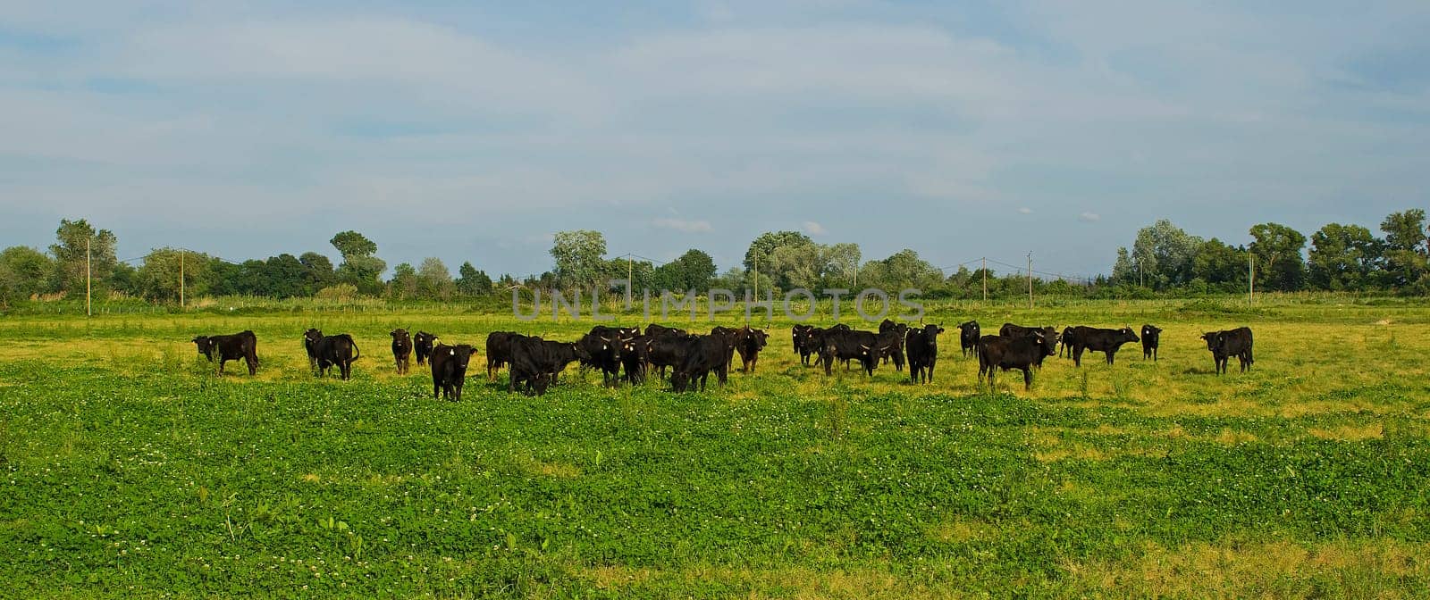 Typical cows in the Camargue in France
