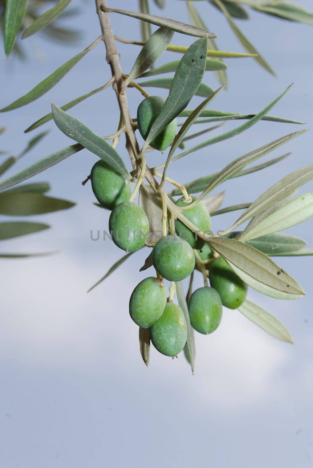 Olives