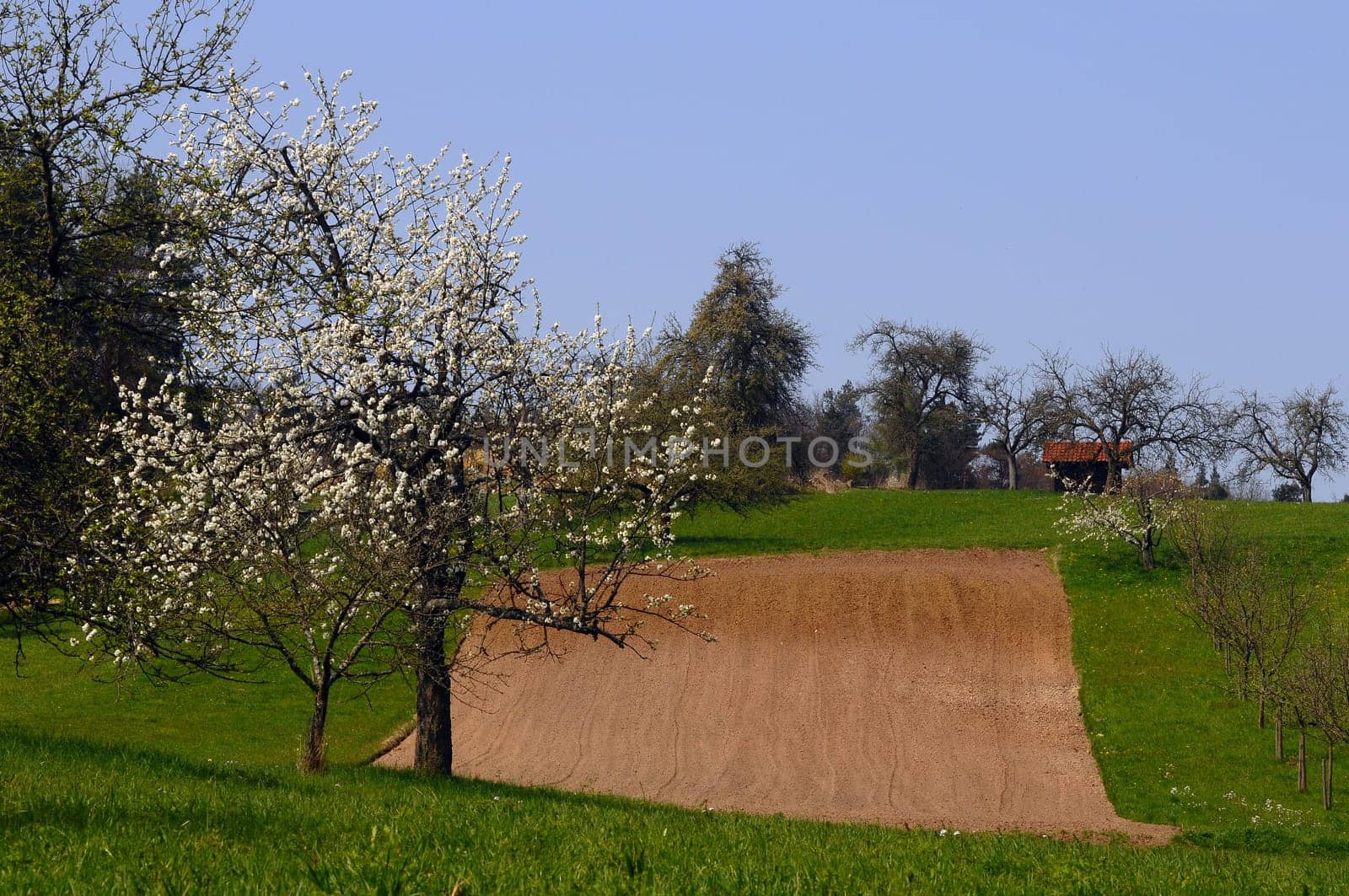 Spring at Steinheim Winnenden