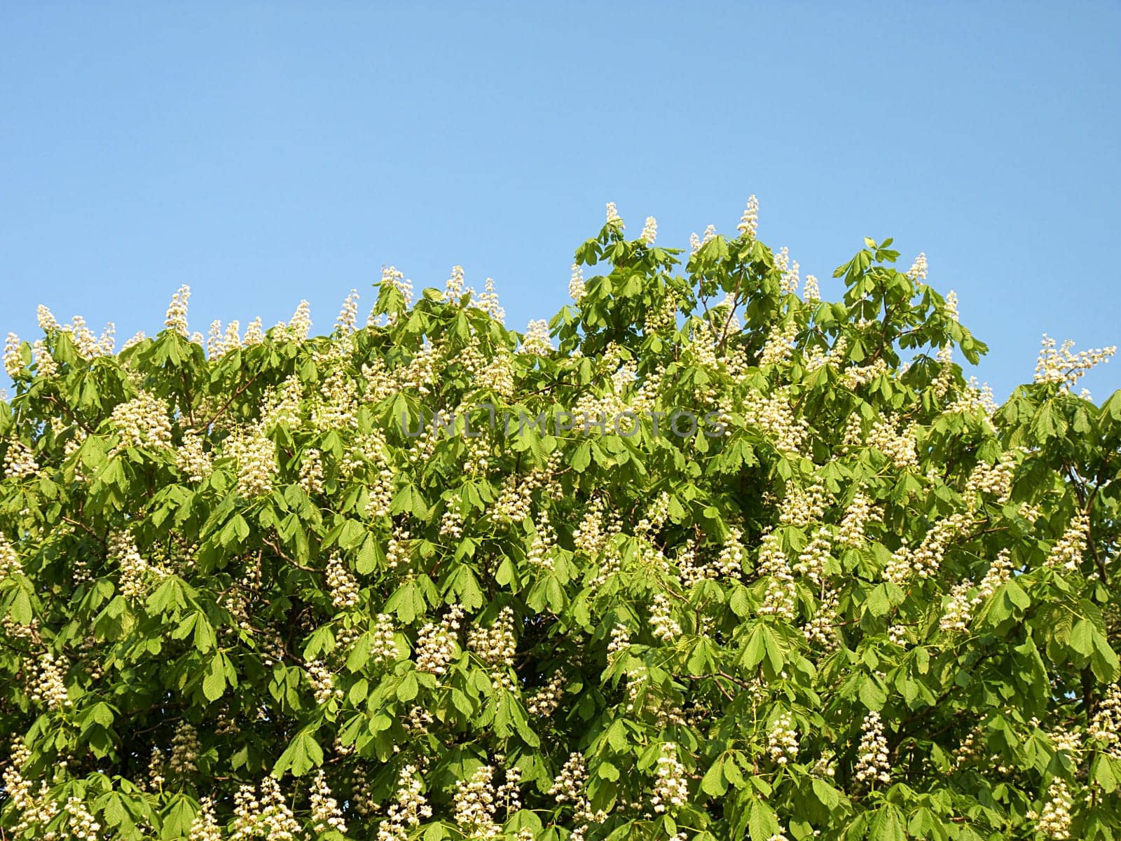 chestnut