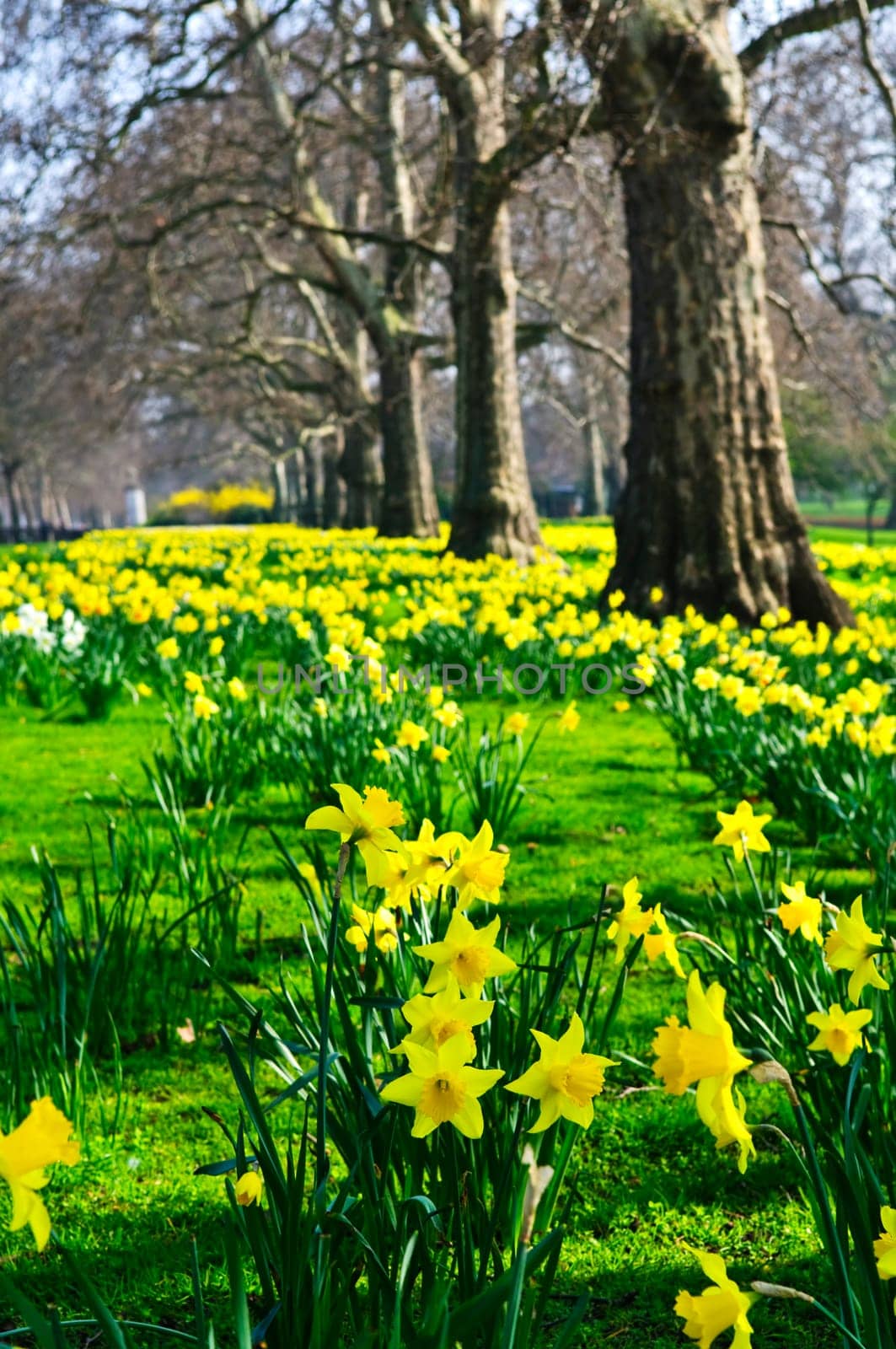 Daffodils in St. James Park