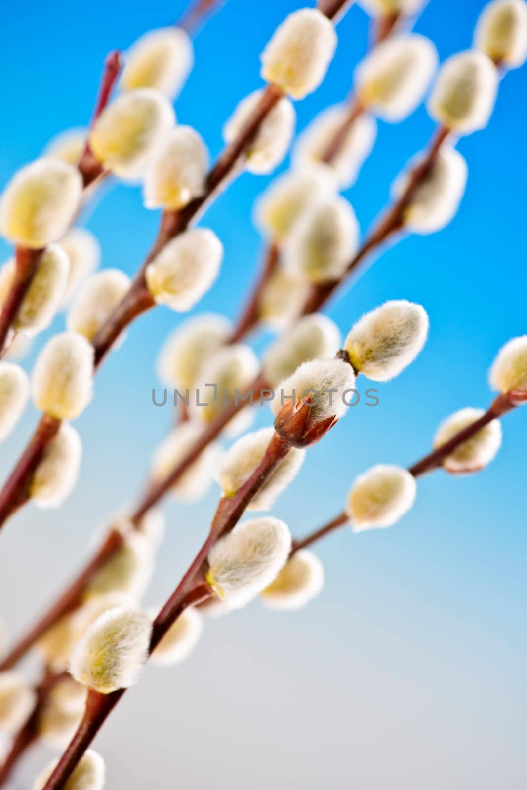 Spring pussy willows