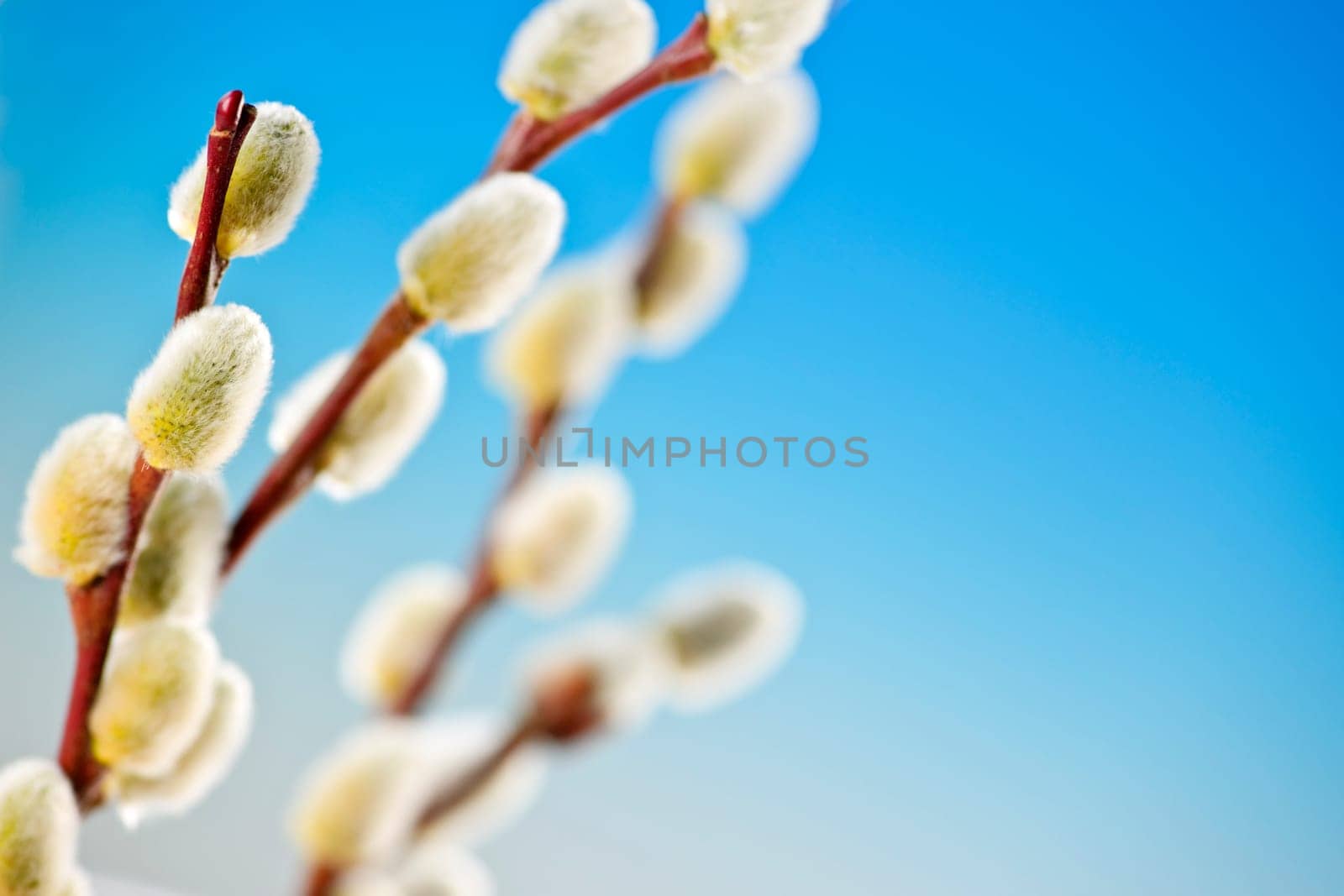 Spring pussy willows