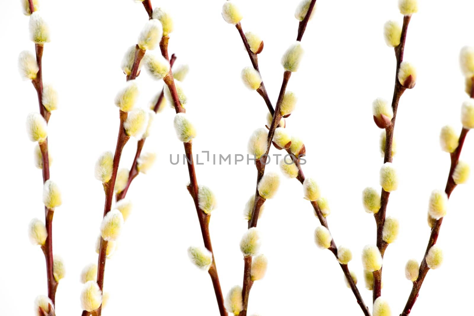 Spring pussy willows