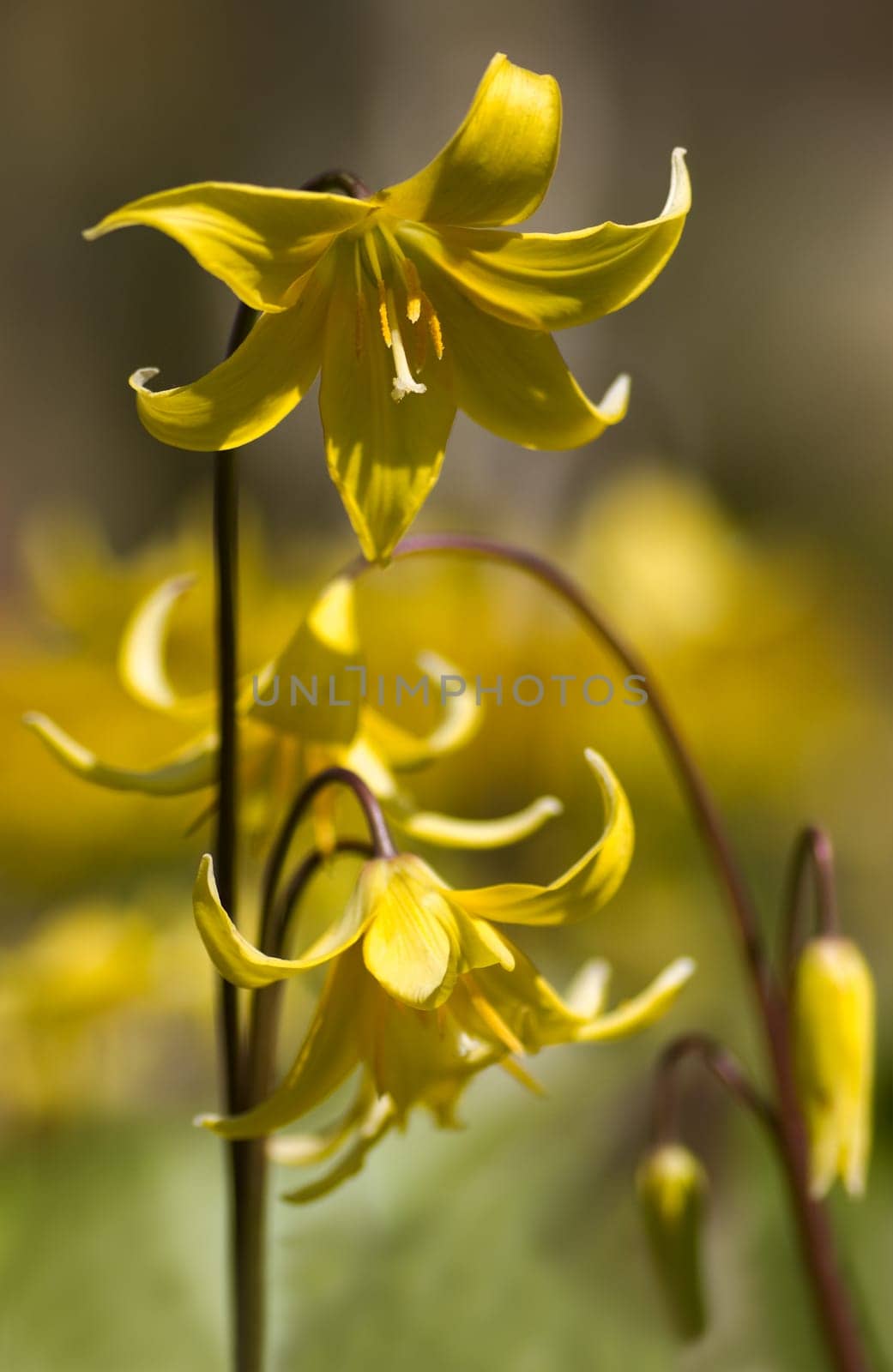 Yellow Erythronium Pagoda flowers