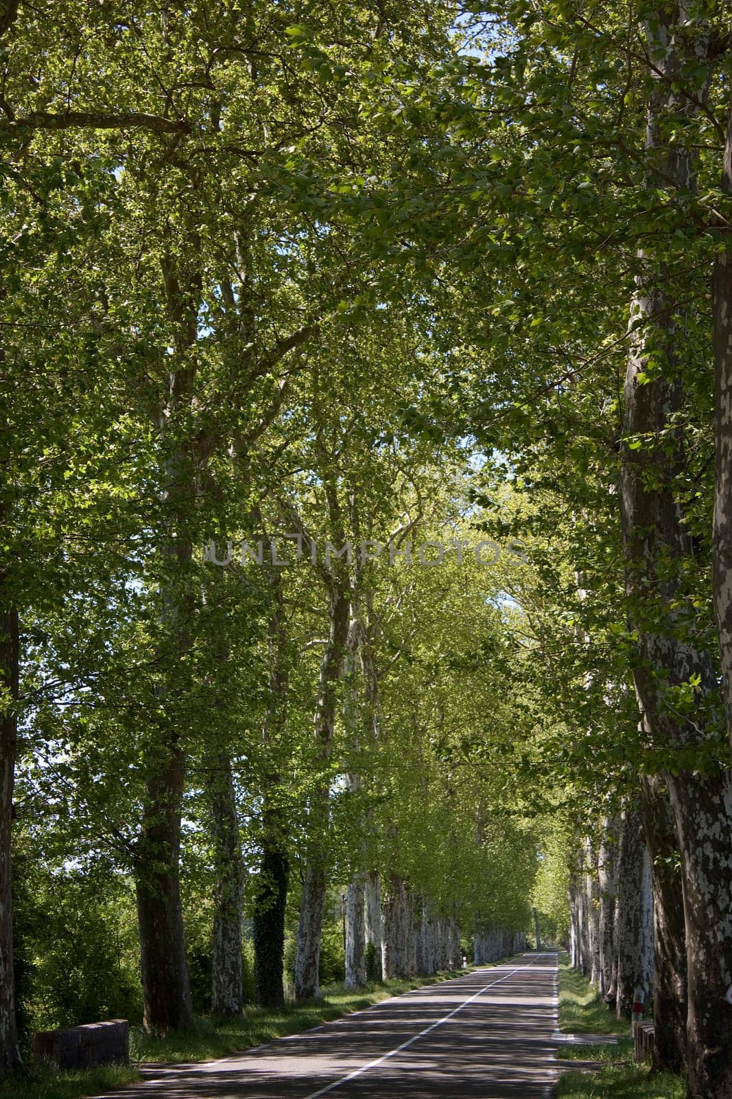 road wooded