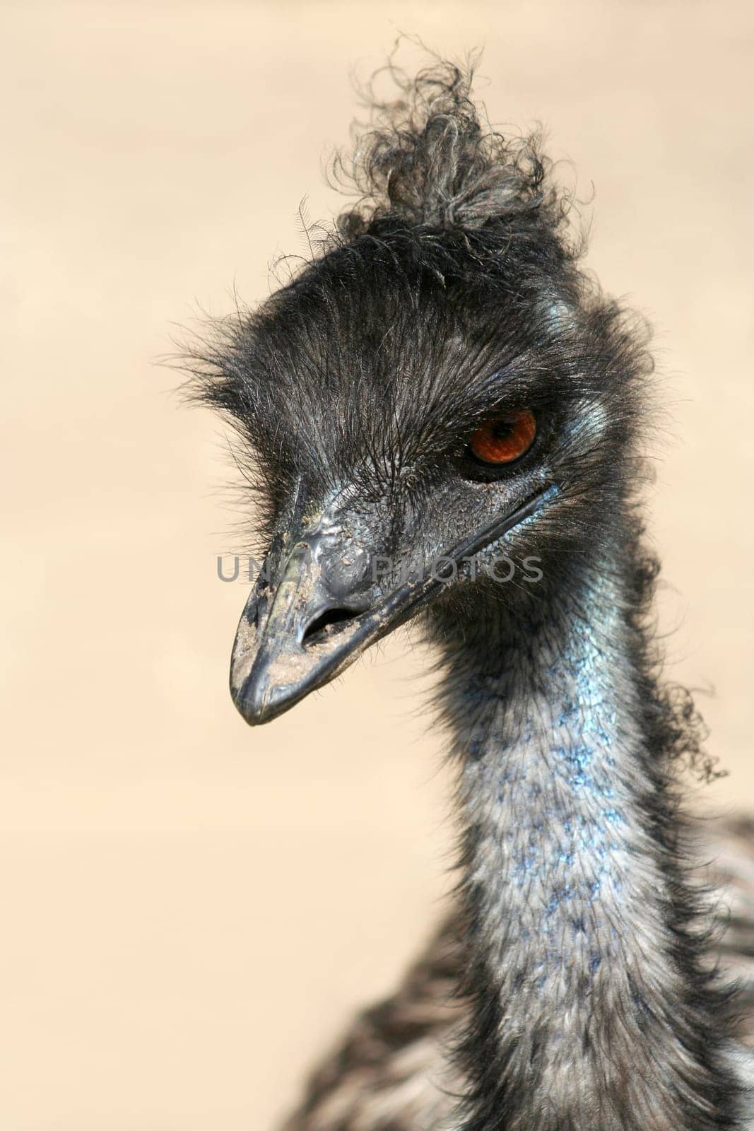 Emulook