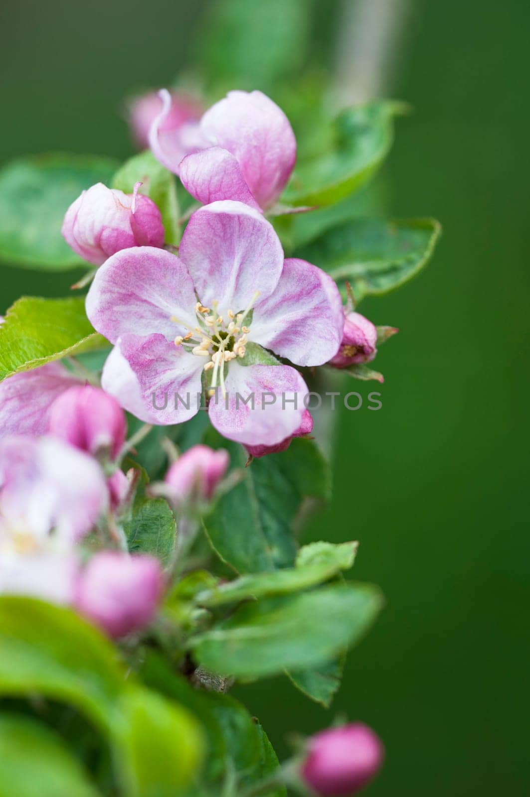 Apple blossom