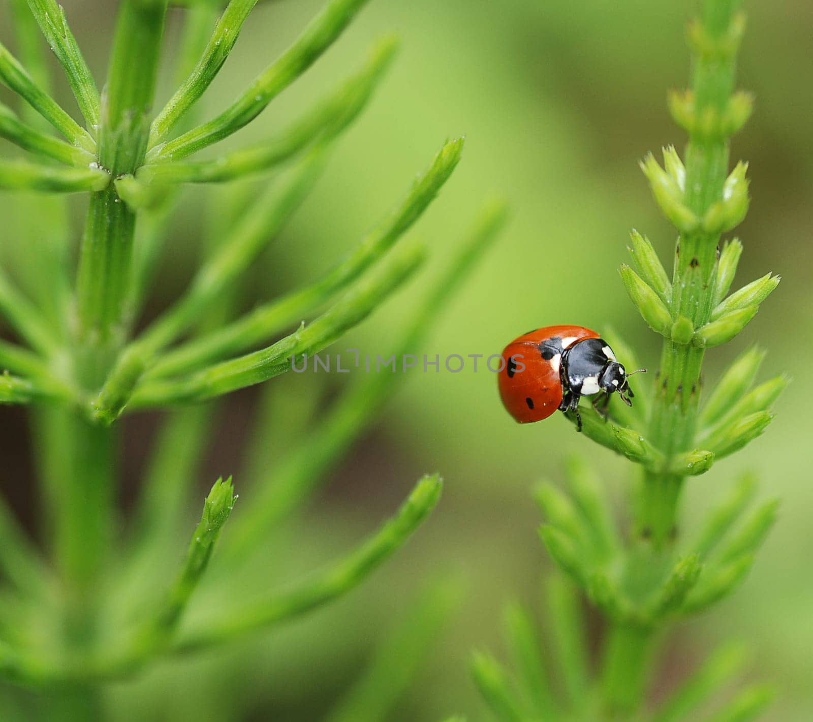Ladybird