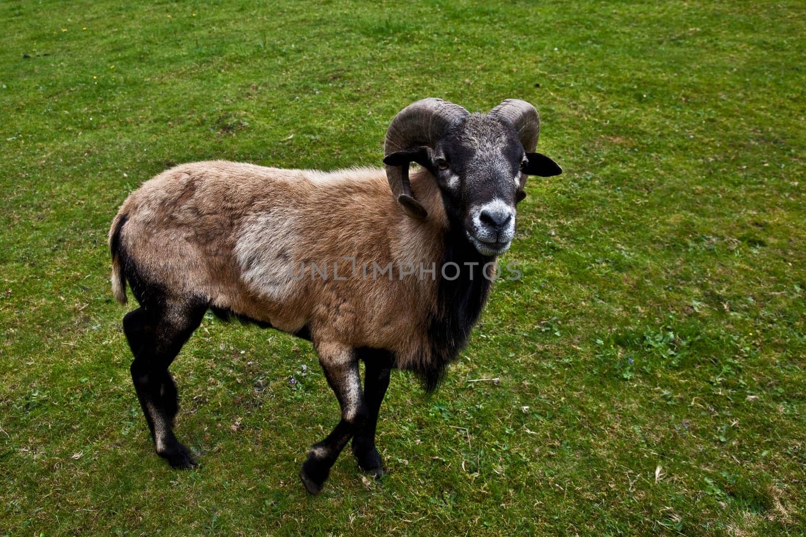 Cameroon sheep ...