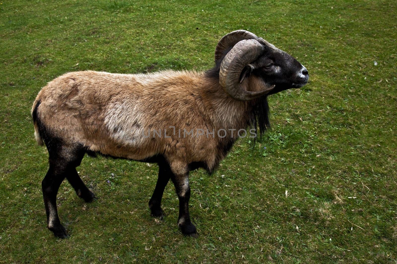 Cameroon Sheep
