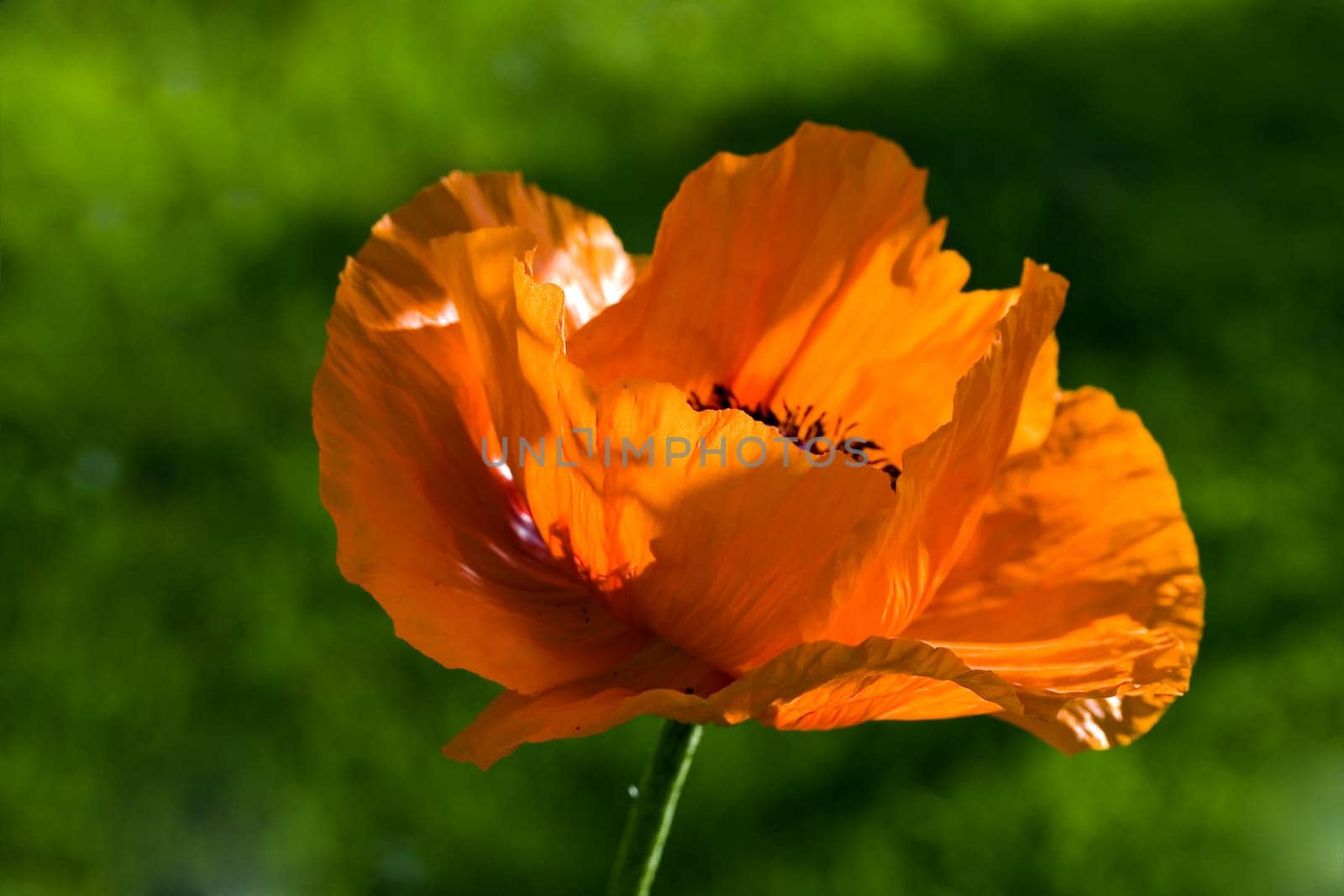 Large Orange - Poppy