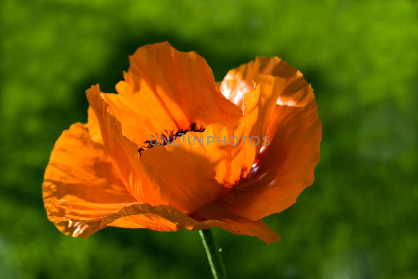 Large Orange - Poppy