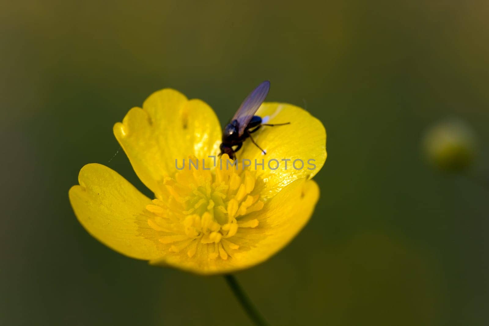 Yellow meadow flowers in the wind