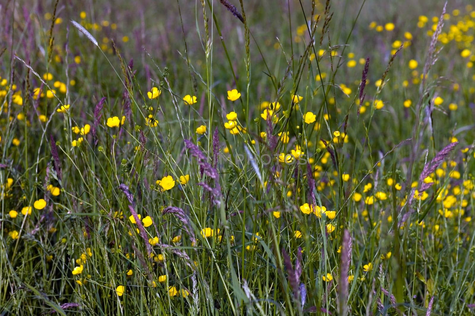 Yellow meadow flowers in the wind