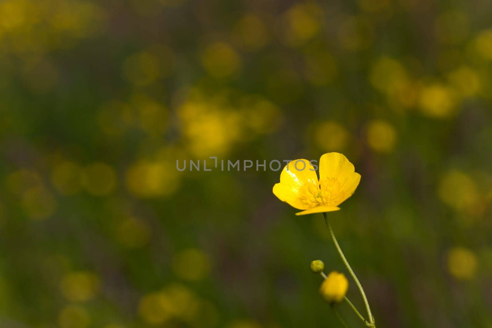 Yellow meadow flowers in the wind