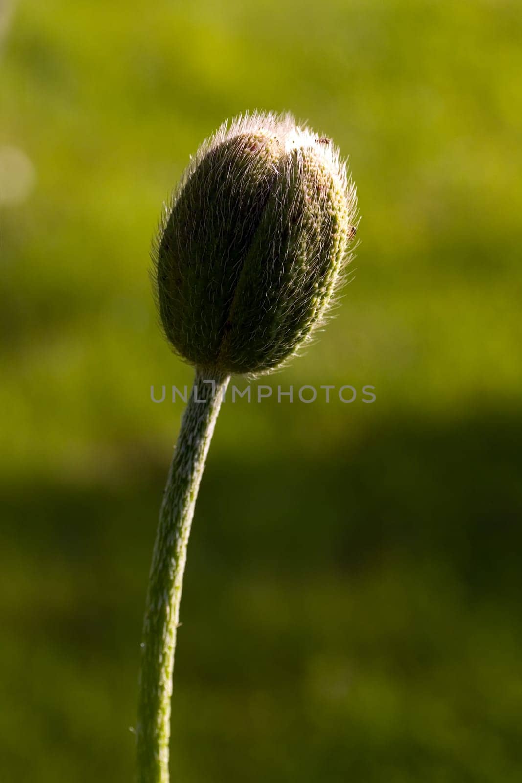 Large Orange - Poppy