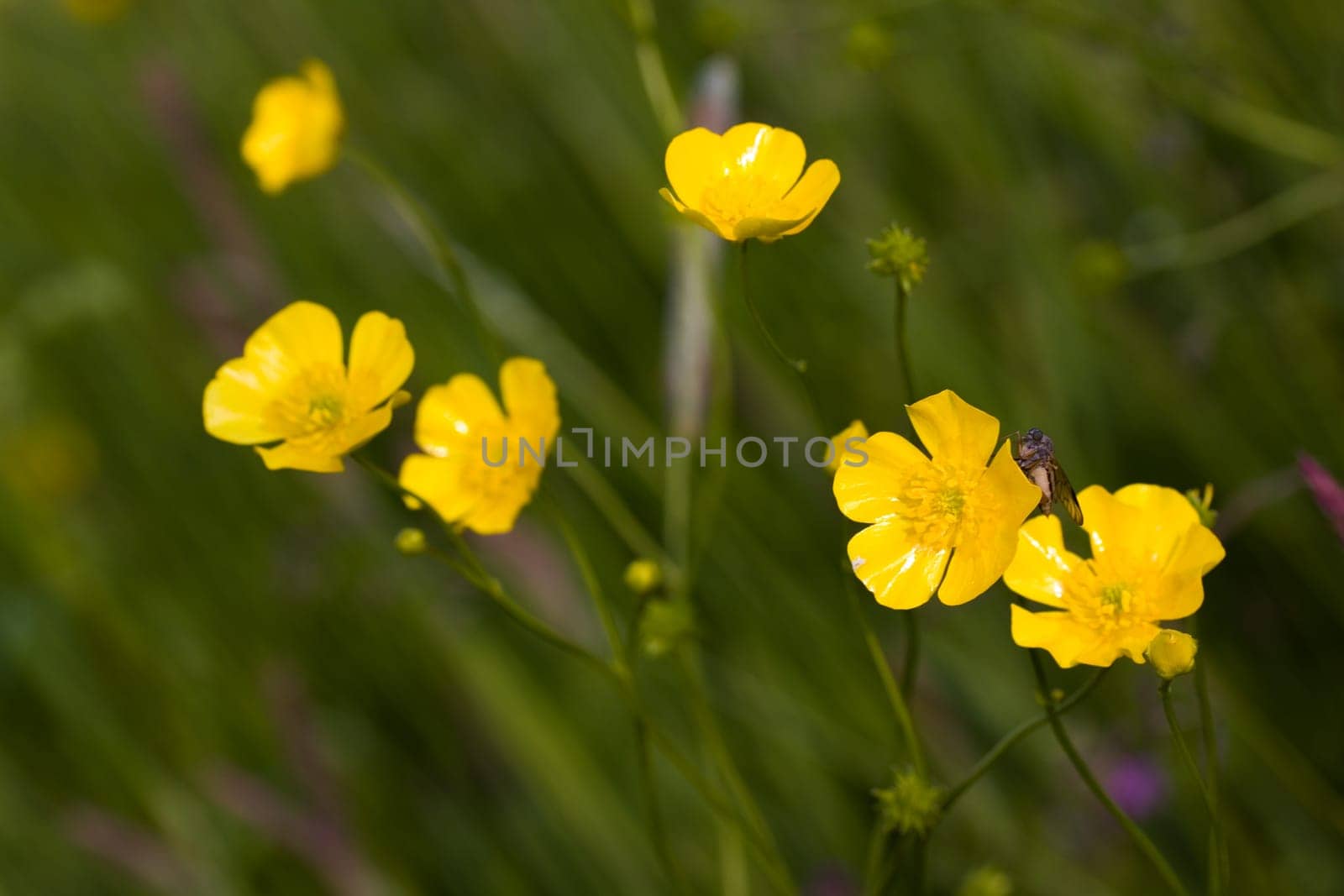 Yellow meadow flowers in the wind
