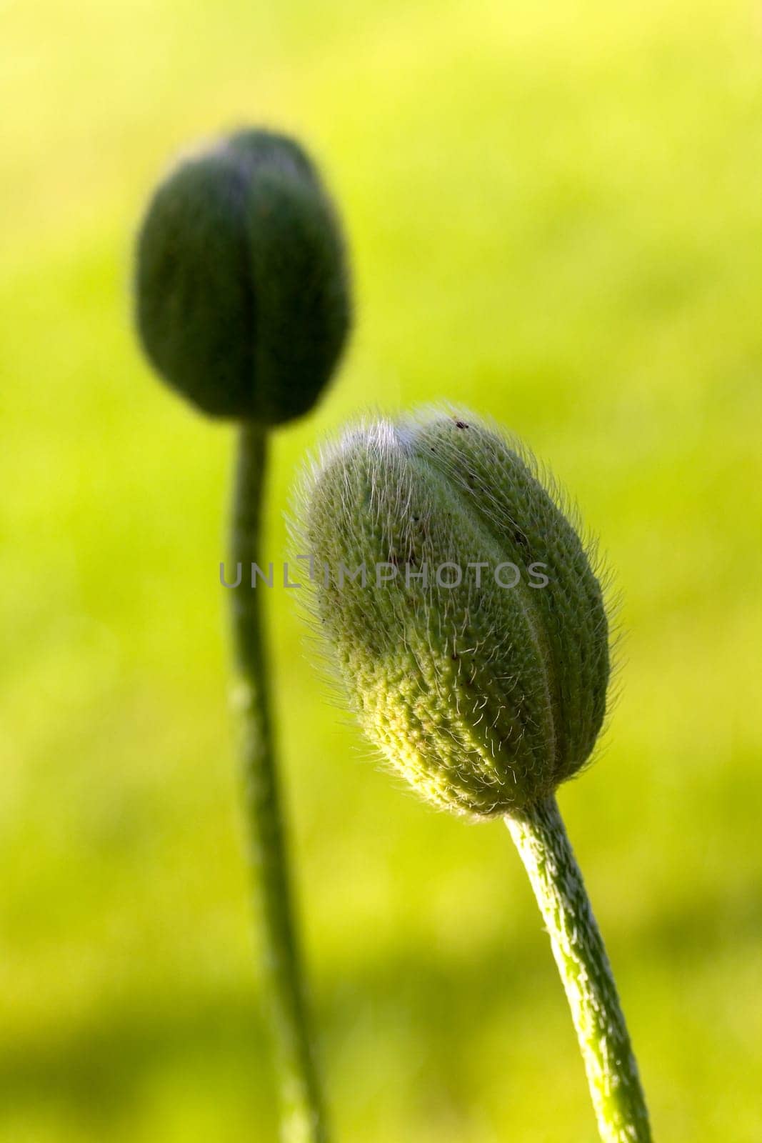 Large Orange - Poppy